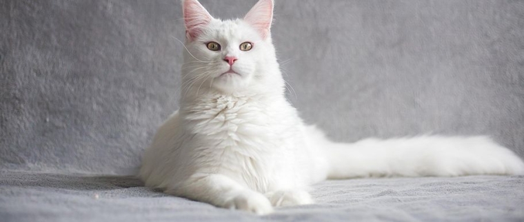 assurance pour mon chat